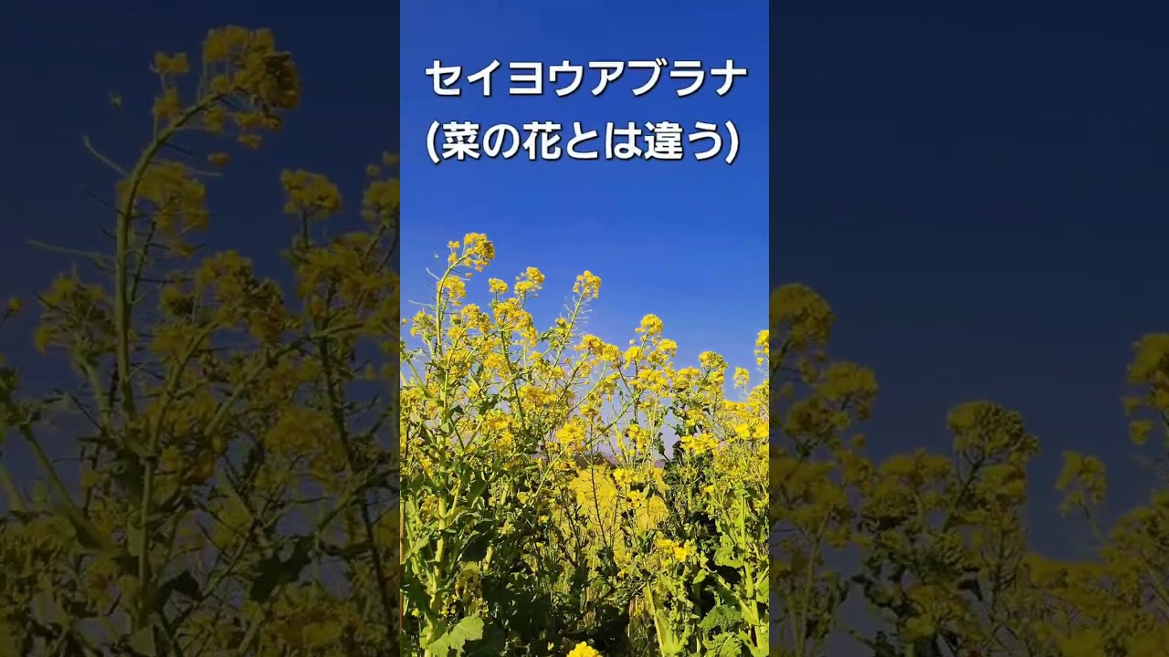 【平八稲荷とセイヨウアブラナ畑】本日、2月23日は、天皇陛下誕生日と、日付けの語呂合わせで、富士山の日でした。平八稲荷さんにつきましては、動画概要説明をお読み下さい。