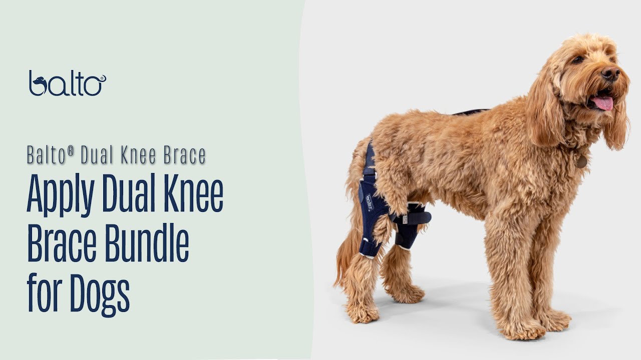 How to Apply the Balto Dual Knee Brace | Step-by-Step Guide for Dogs with ACL Injuries