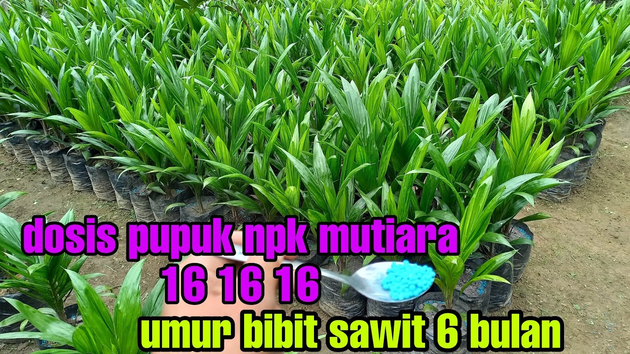 Cara pemupukan bibit sawit umur 6 bulan menggunakan pupuk npk mutiara 16 16 16