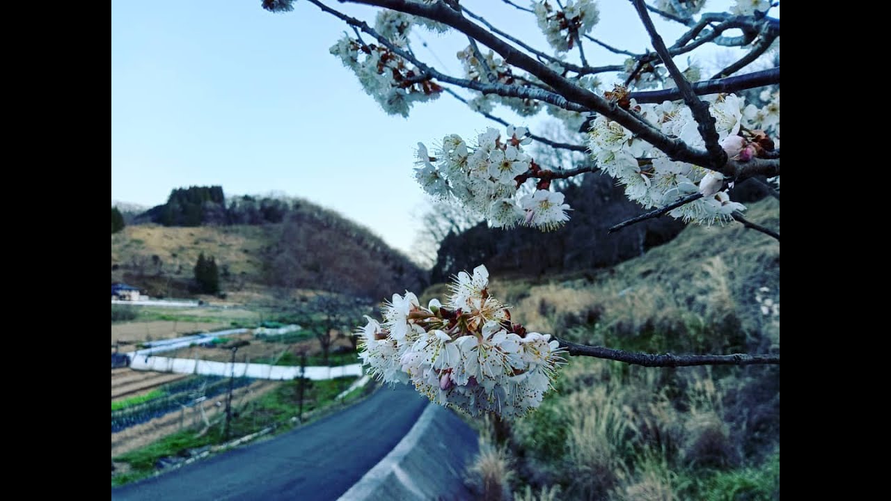 Lookout Sayo 4k UHD|| Roadshow || Sayo, Japan 佐用町