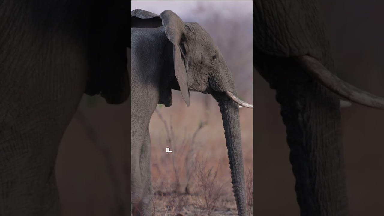 Et d’après vous, qui est le vrai roi de la jungle ? 