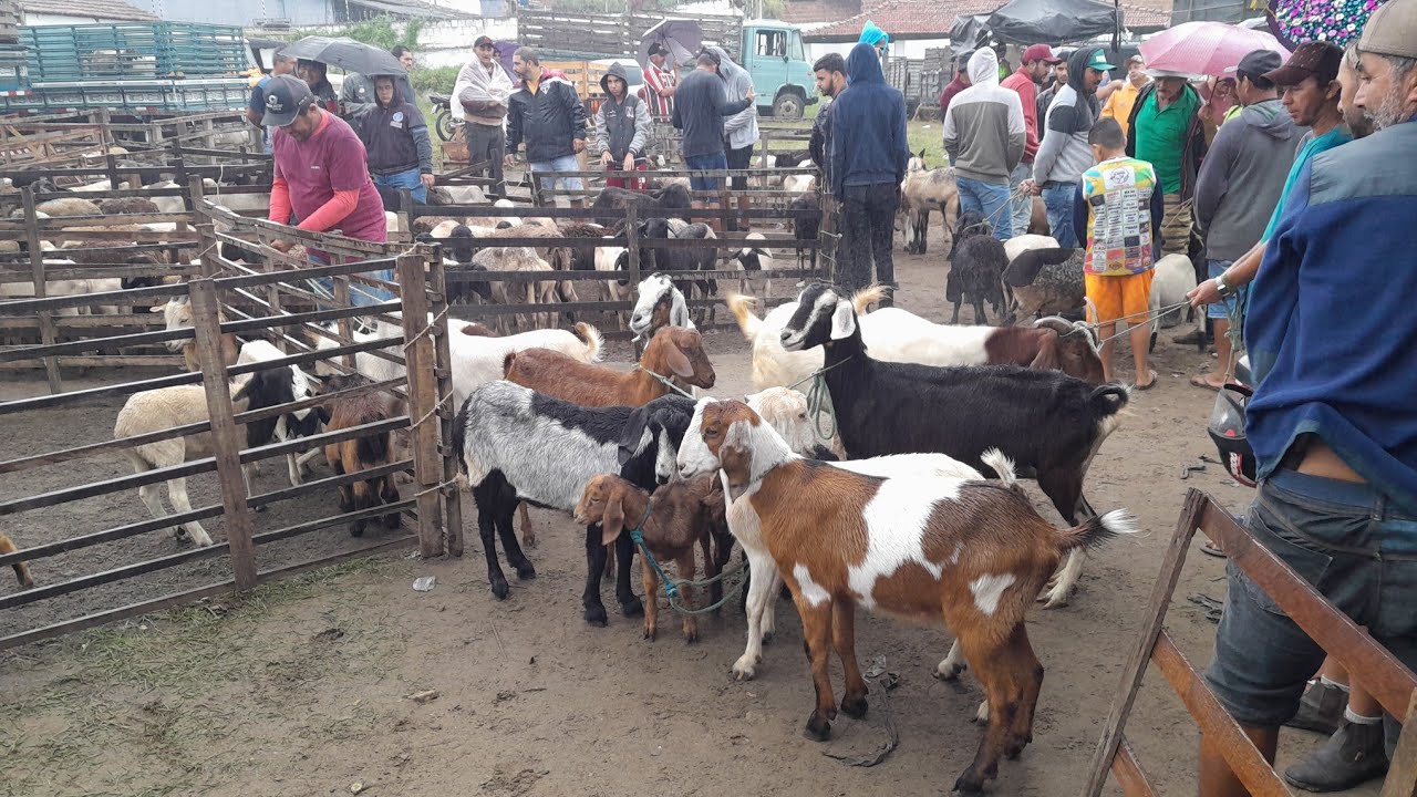Feira de Animais em Surubim Pernambuco. A melhor  da região 11/07/2025 $$
