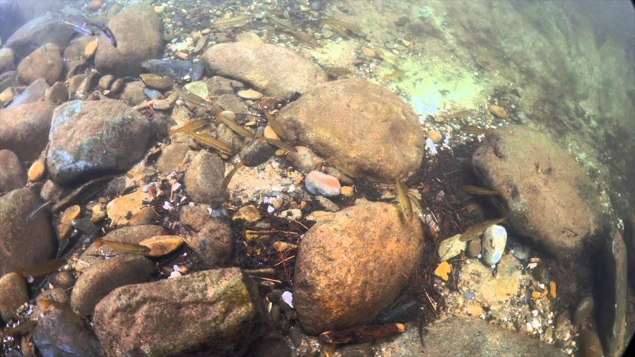 Underwater in the Smokies