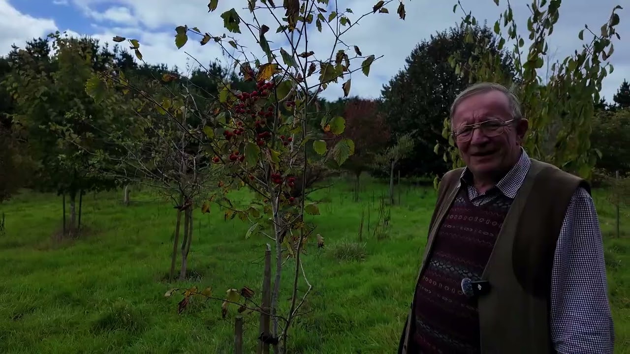 Species of Crataegus at Caerhays