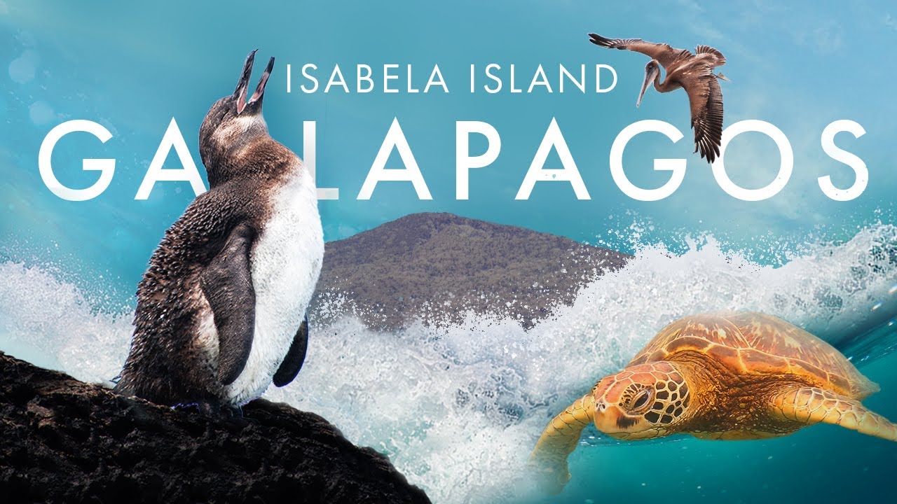 Ist es wirklich die SCHÖNSTE Insel? | Isabela Island, Galapagos 2/2