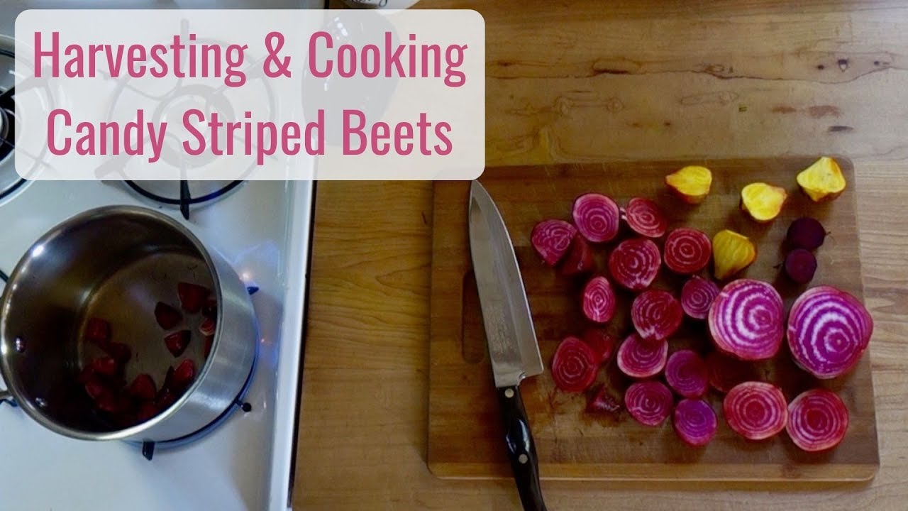 Tiny House Cooking - Harvesting & Cooking Candy Striped Beets