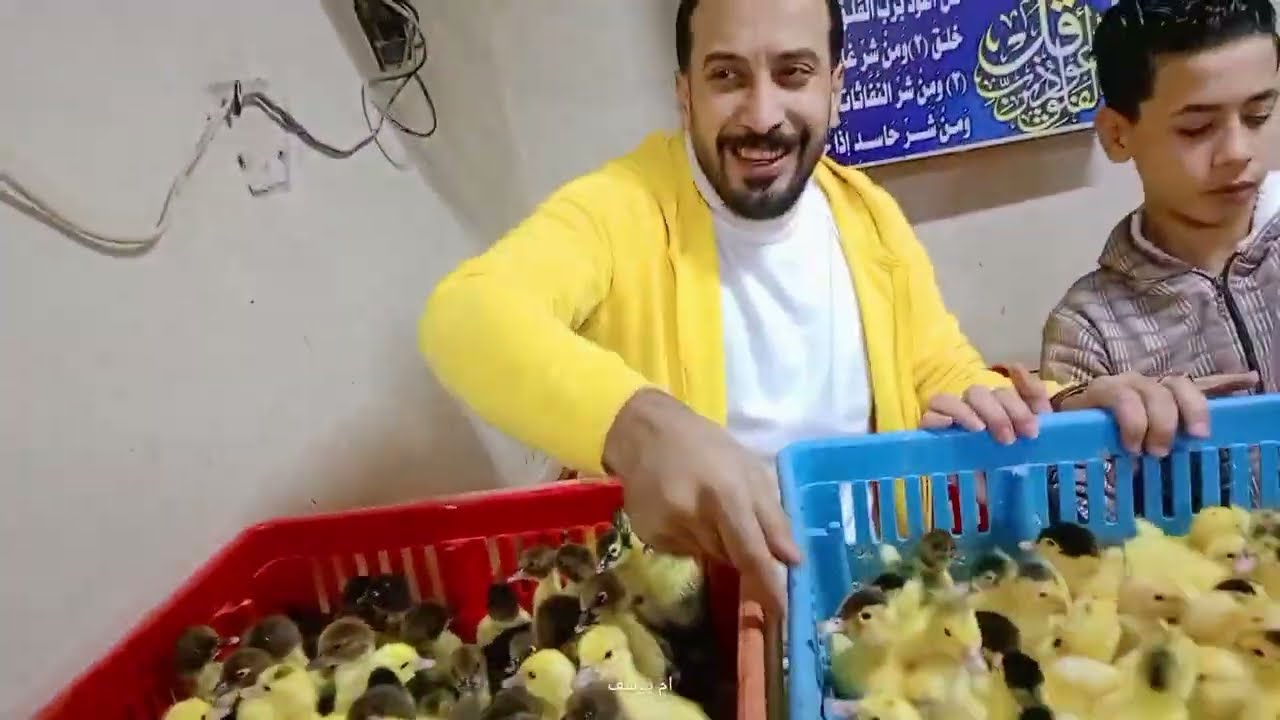 اسعار الكتاكيت والبط اليوم في معمل البرماوى 2/20