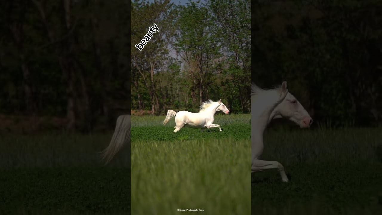 #horse