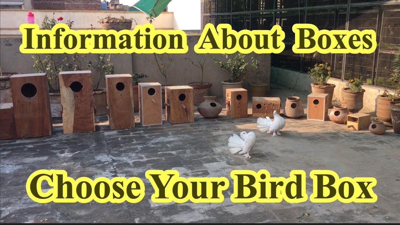 Best Breeding Box sizes for Finch, budgie, Cockatiels, Love birds,Ringneck etc