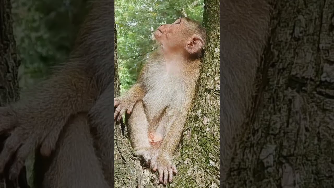 Good Baby Rex Mom Rose And Monkey Gladdis