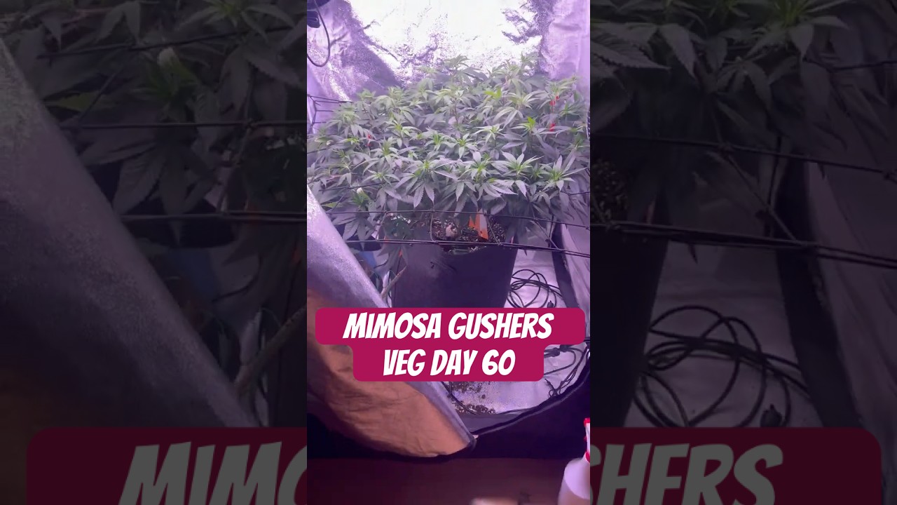Mimosa Gushers Strain VEG Day 60 XXL LST Scrog  #420 #seedtoharvest #crazybud