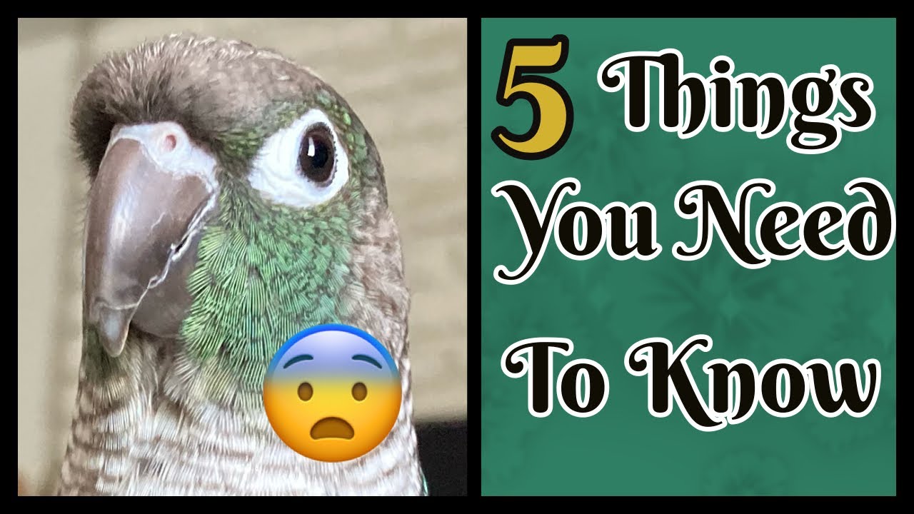 5 Things YOU NEED to know before getting your first Green Cheek Conure