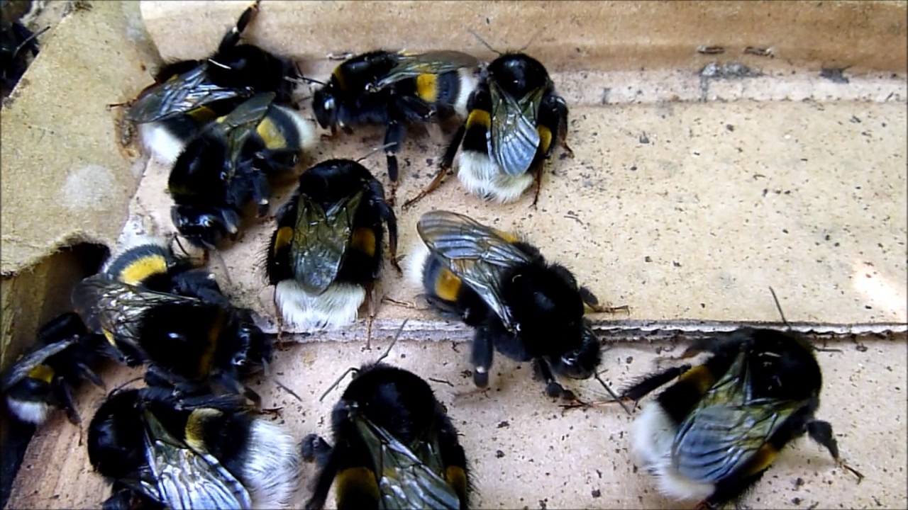Bombus terrestris