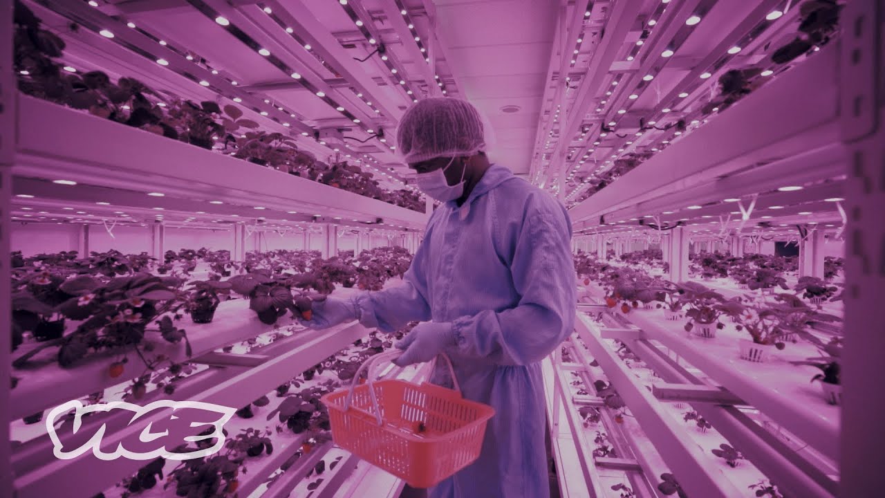 Can Vertical Farms Fix the Future of Food?