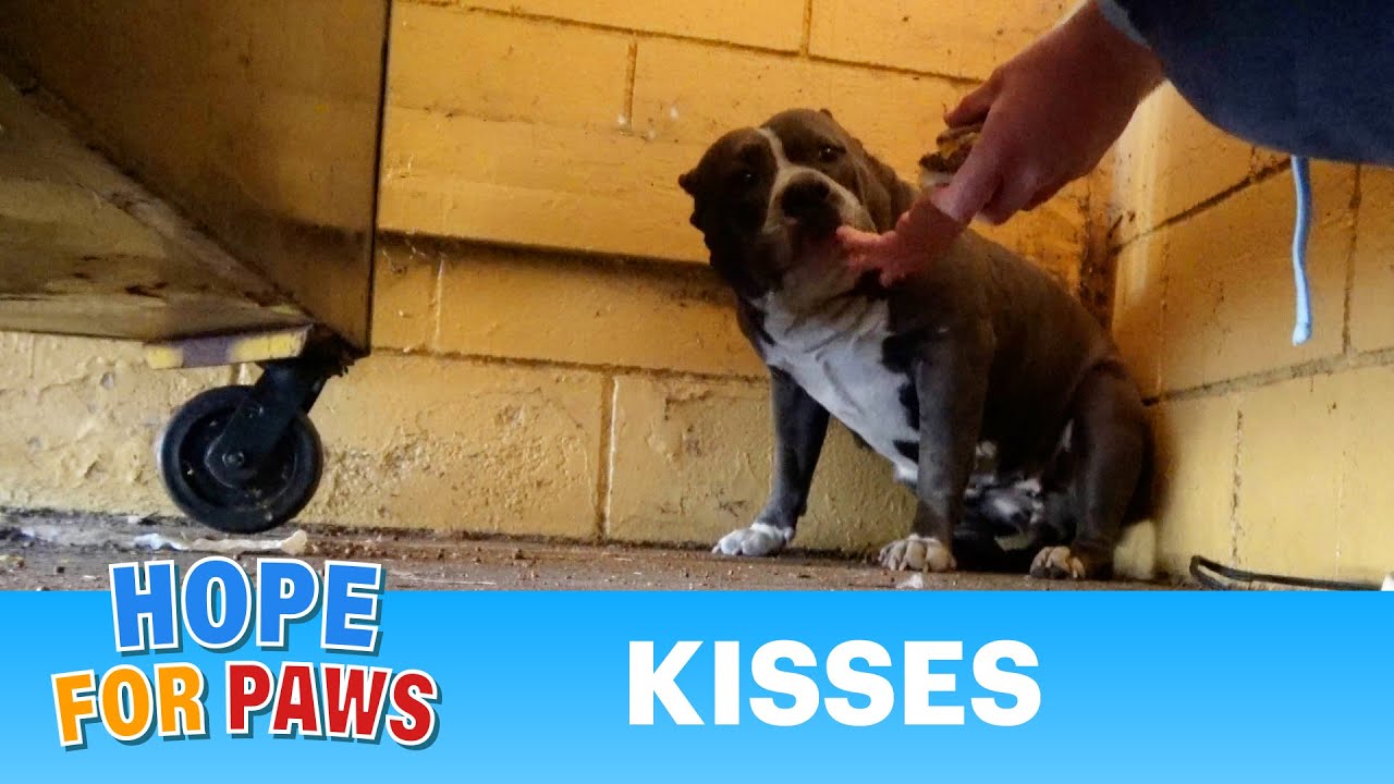 Abandoned Pit Bull finds refuge in a trash room behind a dumpster 💔 #senior