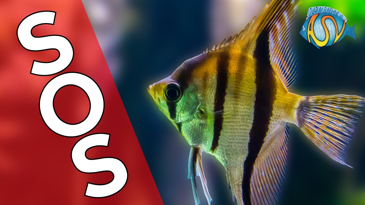 AQUARIUM NOODSIGNALEN - 11 problemen bij aquarium en aquariumvissen. | Aquarium Sunshine Valley