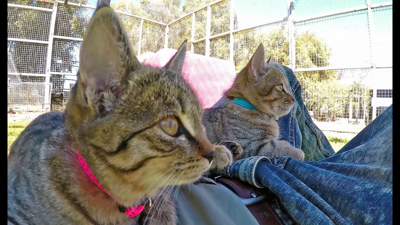 Africa WildCats - House Tabby Cat or Native?  Kittens Play Sleep Purr Knead Scare & Eat