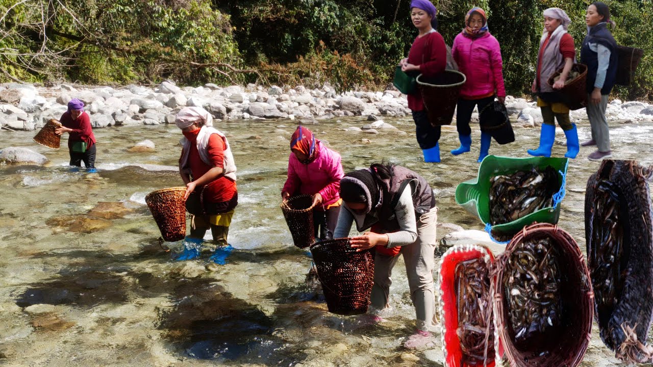 Arunachal Pradesh Traditional Females Fishing || Himalayan River || traditional fishing.