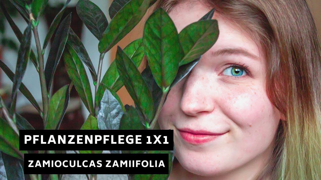 Pflanzenpflege 1x1: Zamioculcas Zamiifolia / Glücksfeder - Pflege, Standort, Überwinterung und mehr!