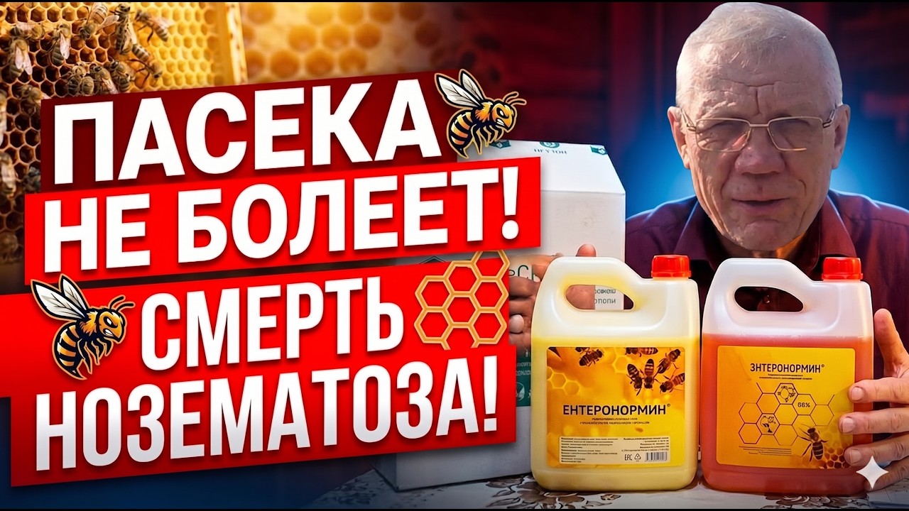 Энтеронормин для пчел. Лучшее СРЕДСТВО для ИММУНИТЕТА ПЧЕЛ!