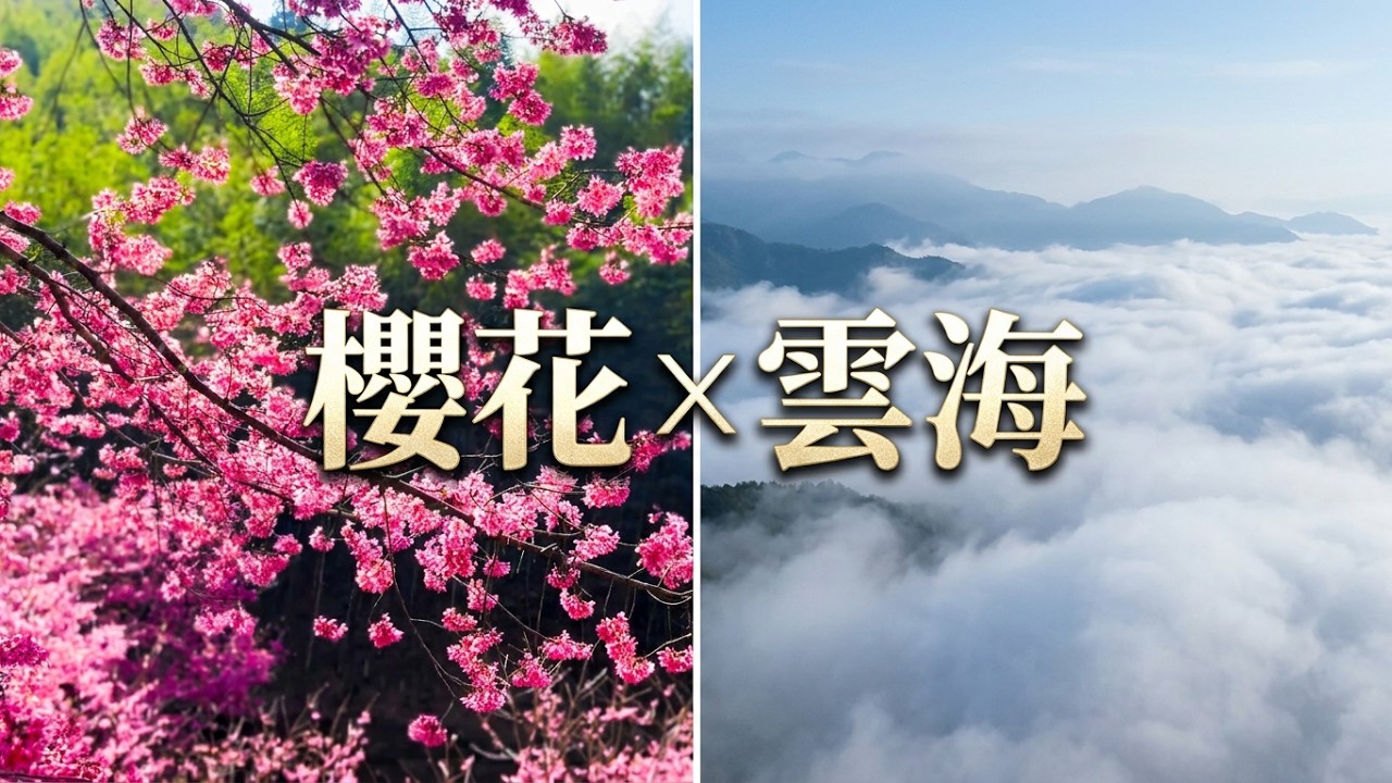 雲林草嶺石壁-美人谷櫻花隧道｜粉霧開山 卯起來盛開的櫻花 不斷沖出來的雲海 滿滿的芬多精 好吃到爆的豆乾與愛玉 只看櫻花真的不行