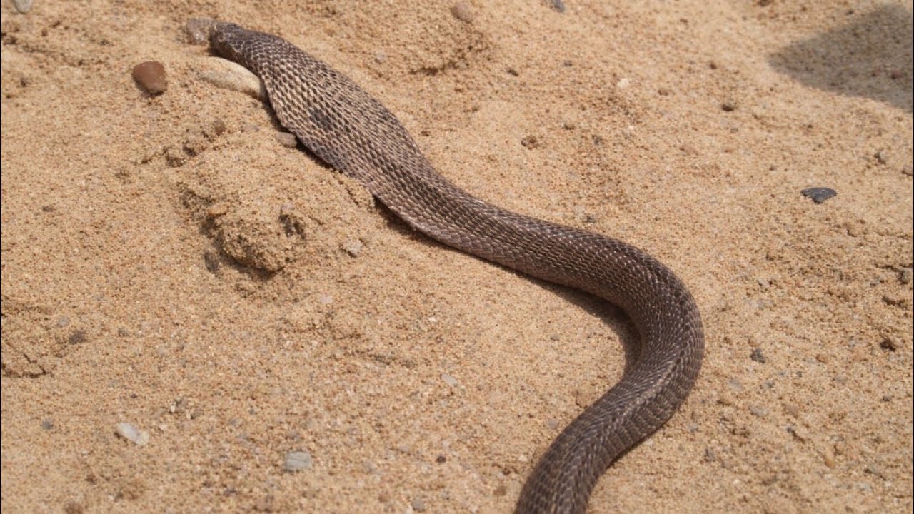 😱 खतरनाक रेस्क्यू देखिए कैसे इस घर में घात लगाए बैठा जहरीला सांप #venomous Cobra snake 🐍