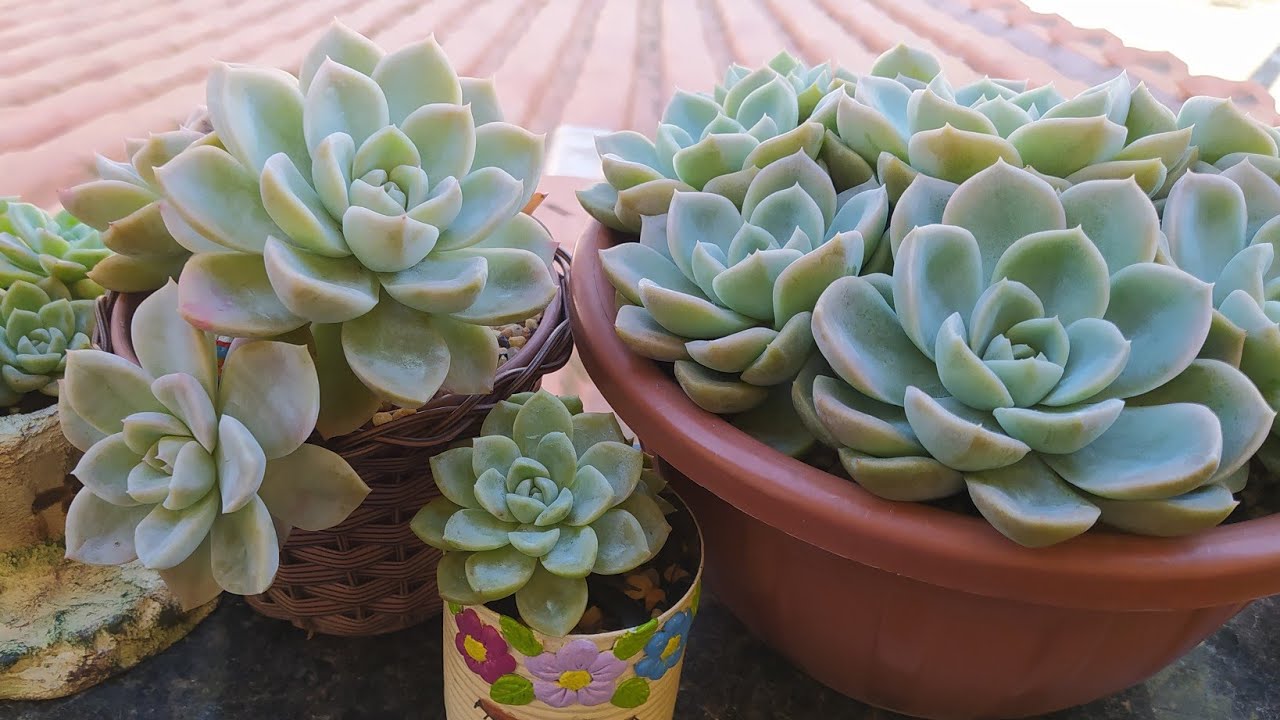 O meu Segredo para Ter Rosetas Compactas da Suculenta Fantomes ❤️