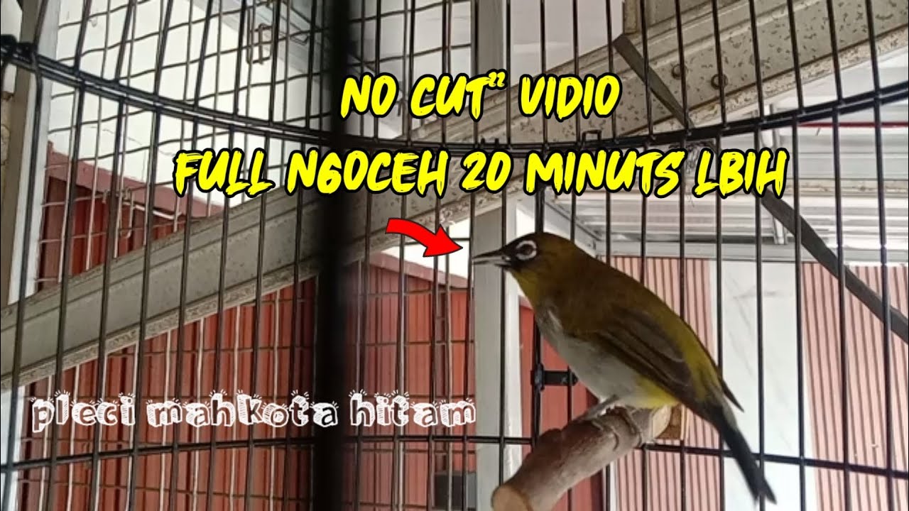 Burung pleci papua gacor,cocok buat pancingan burung² yng lagi malas bunyi & burung bahan