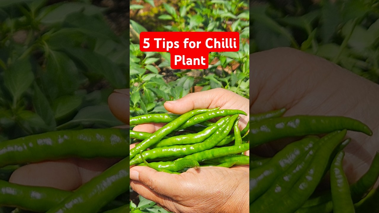 5 советов по выращиванию перца чили | Советы и хитрости 21 #diybuddy #plantcare #chilliplant #hom...