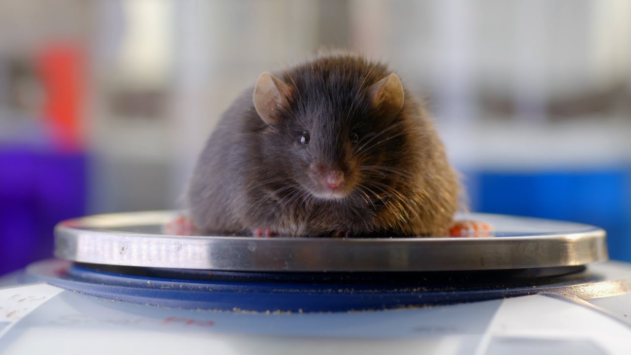 How the Hormone Leptin Helps Regulate Appetite I NOVA I PBS