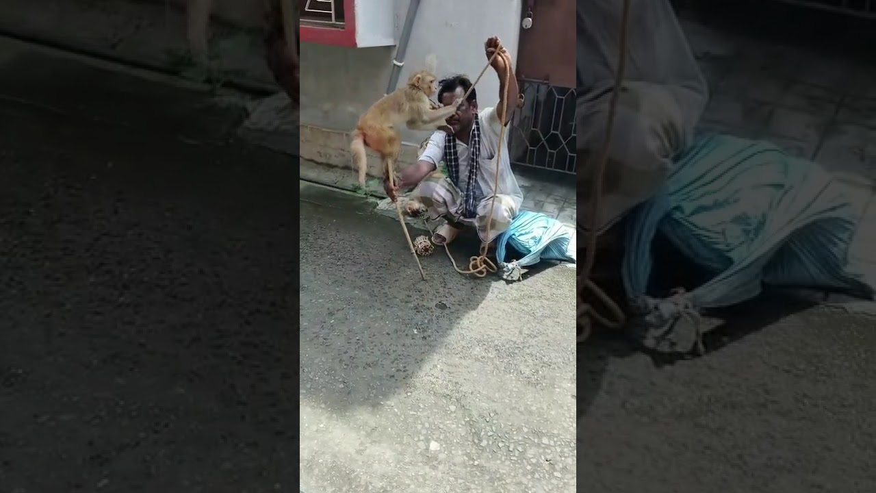 আরুশির দেখা প্রথম বাঁদর খেলা🐒🐒 monkey khela monkey video#monkeyvideo #monkeyplay #monkeykhela