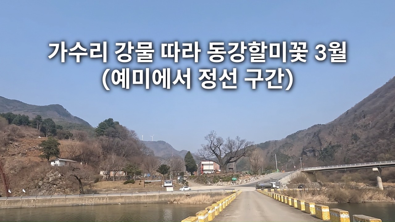 가수리 강물 따라 동강할미꽃 3월 (예미에서 정선 구간)