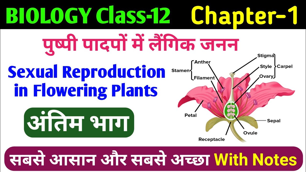 12th bio | class 12 sexual reproduction in flowering plants in hindi | पुष्पीय पौधों में लैंगिक जनन