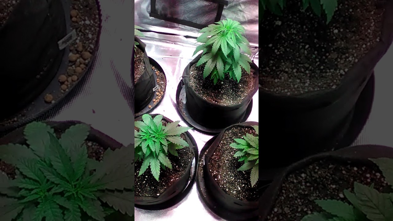 G13 1st day in 5 gallon pots