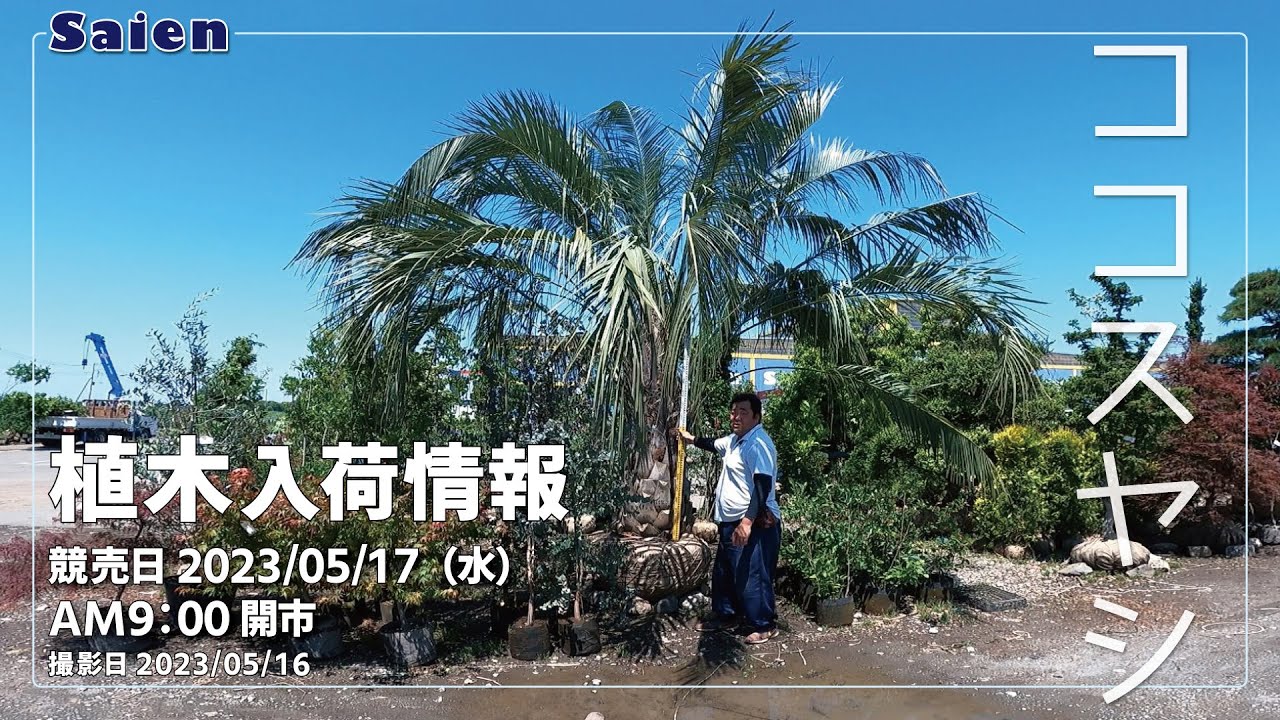 【Saien】植木入荷情報（2023/05/16 12:00頃）【ココスヤシ・ソテツ】