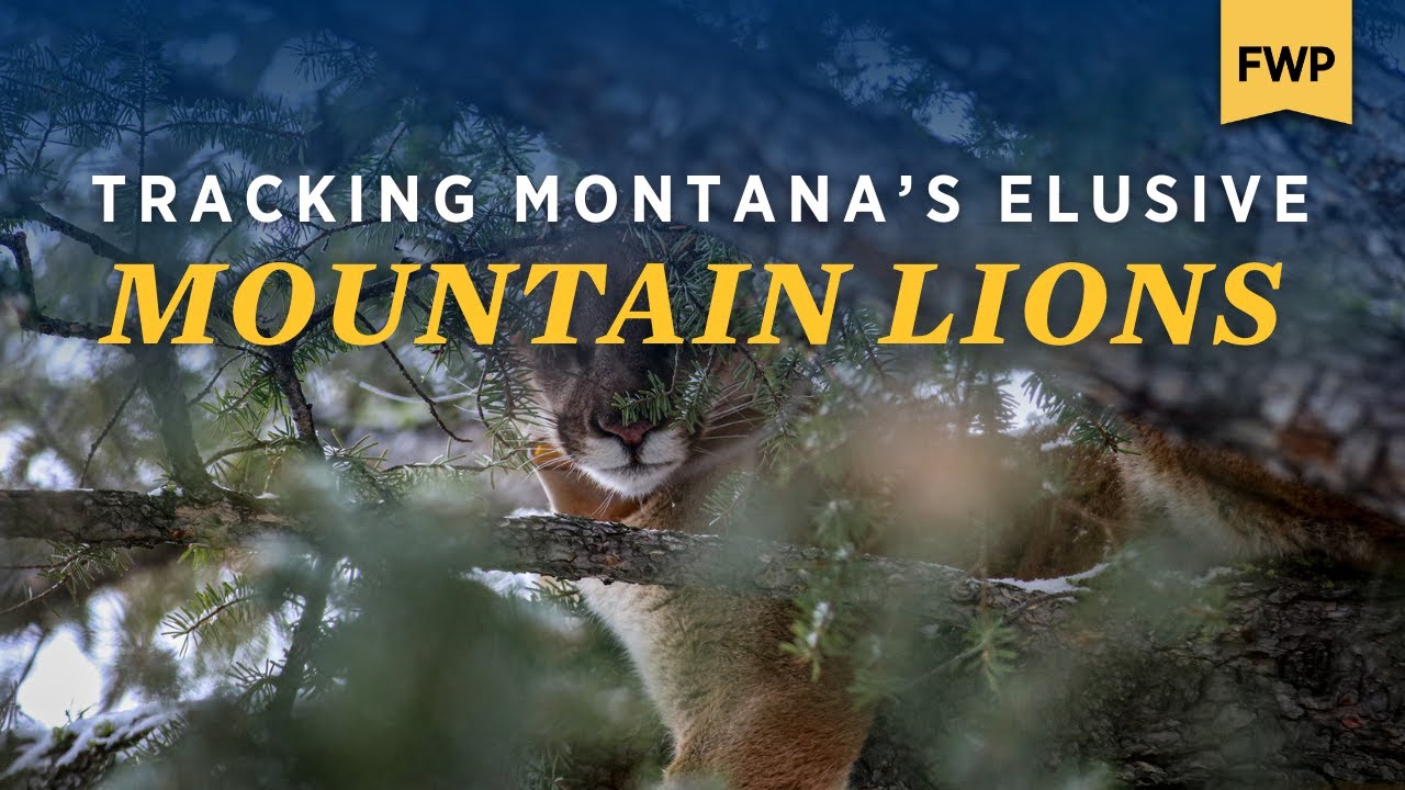 Mountain Lion Research in Southwestern Montana