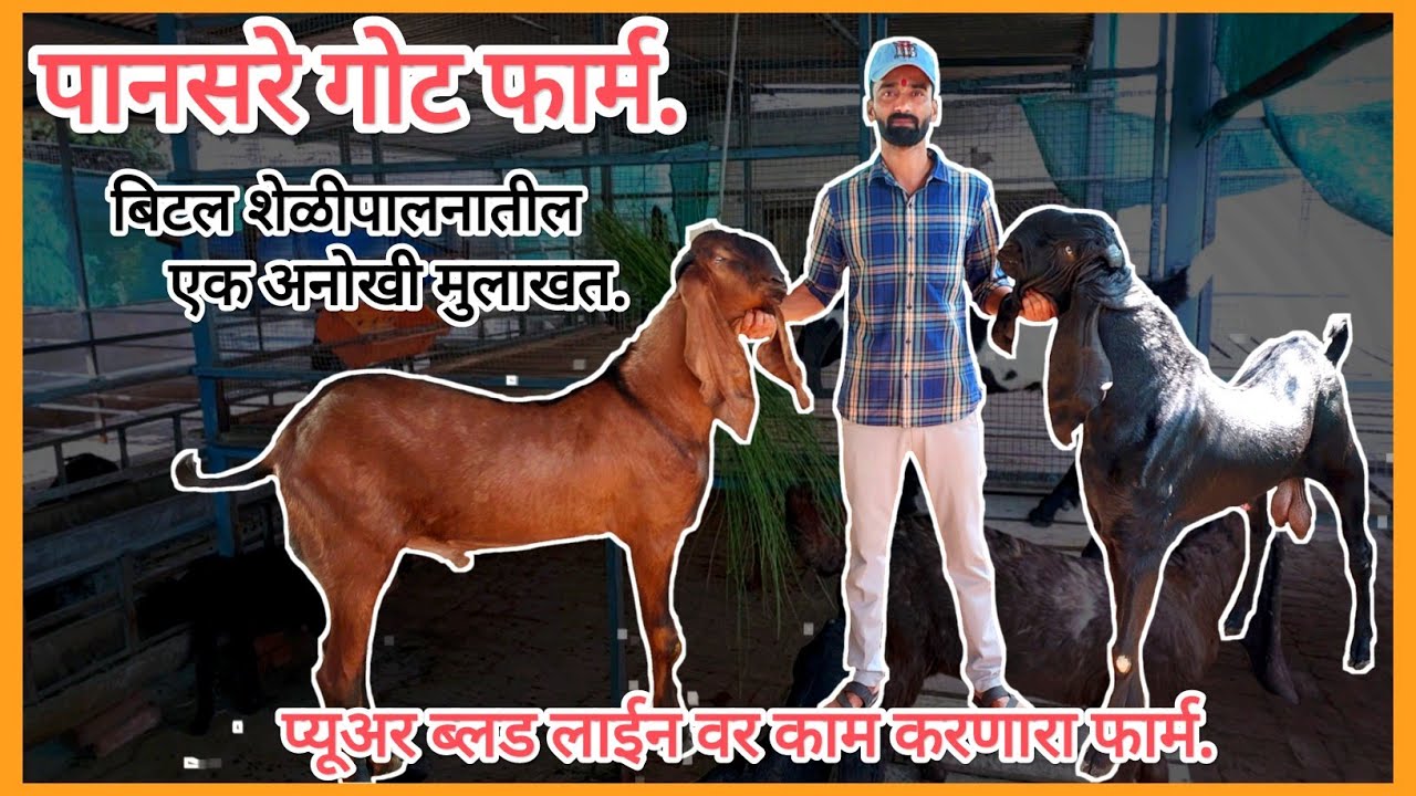 पानसरे गोट फार्म|| Pansare Goat Farm|| बिटल शेळीपालनातील एक अनोखी मुलाखत. #goatfarm #beetal