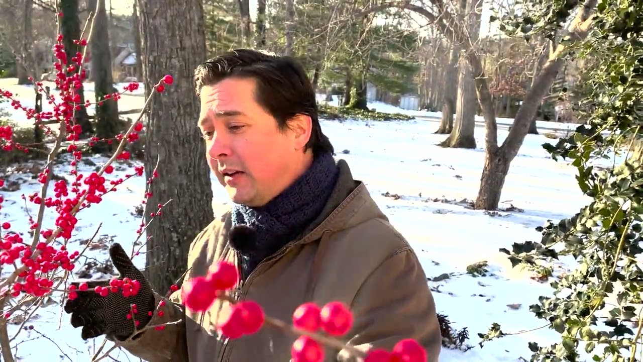 Winterberry Holly (Ilex verticillata)
