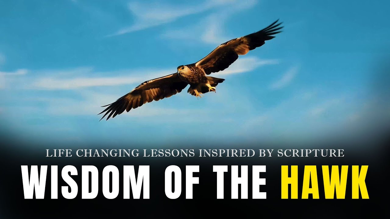 Wisdom of the Hawk - Best Motivational Video