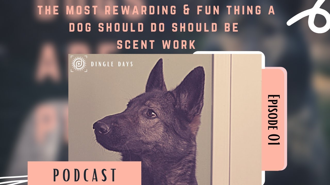 How to Get Started in AKC Scent Work for Beginners | #DingleDaysPodcast 001