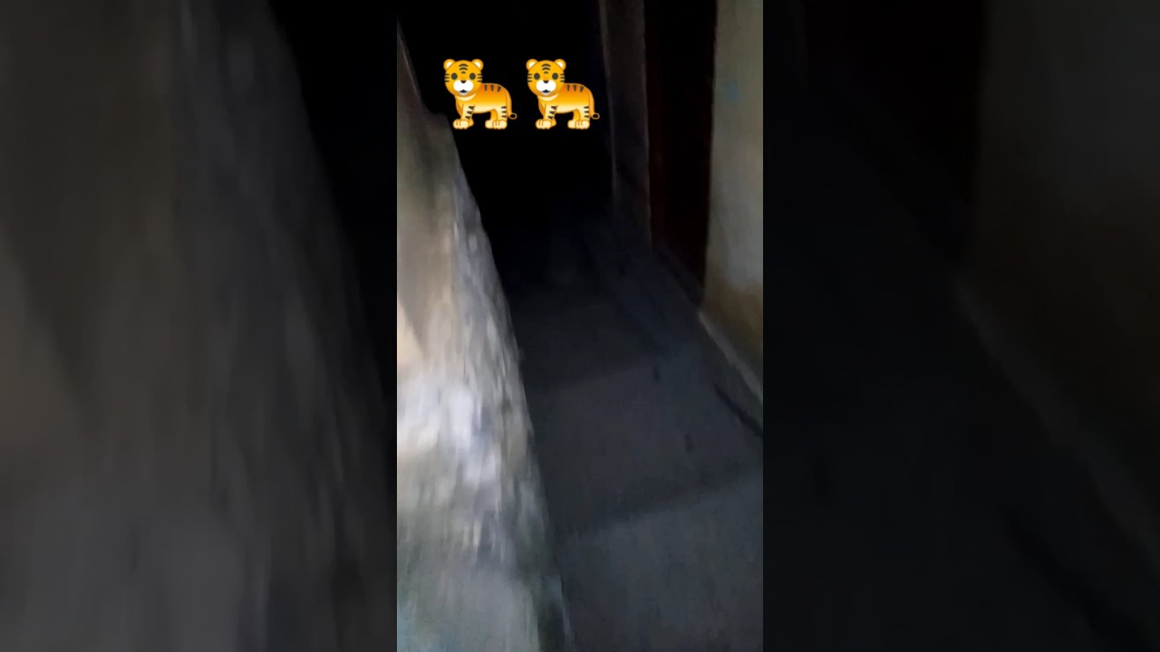 lion attack in village 🐅🐅 #shorts #shortvideo #viral #youtubeshorts #mktv #hblpsl8 #lion #tiger