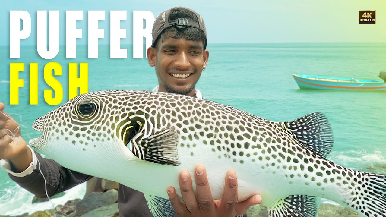 ചൂണ്ടയിൽ കിട്ടിയPUFFER FISH|നീണ്ടകര FISHING|MUKKUVANZ
