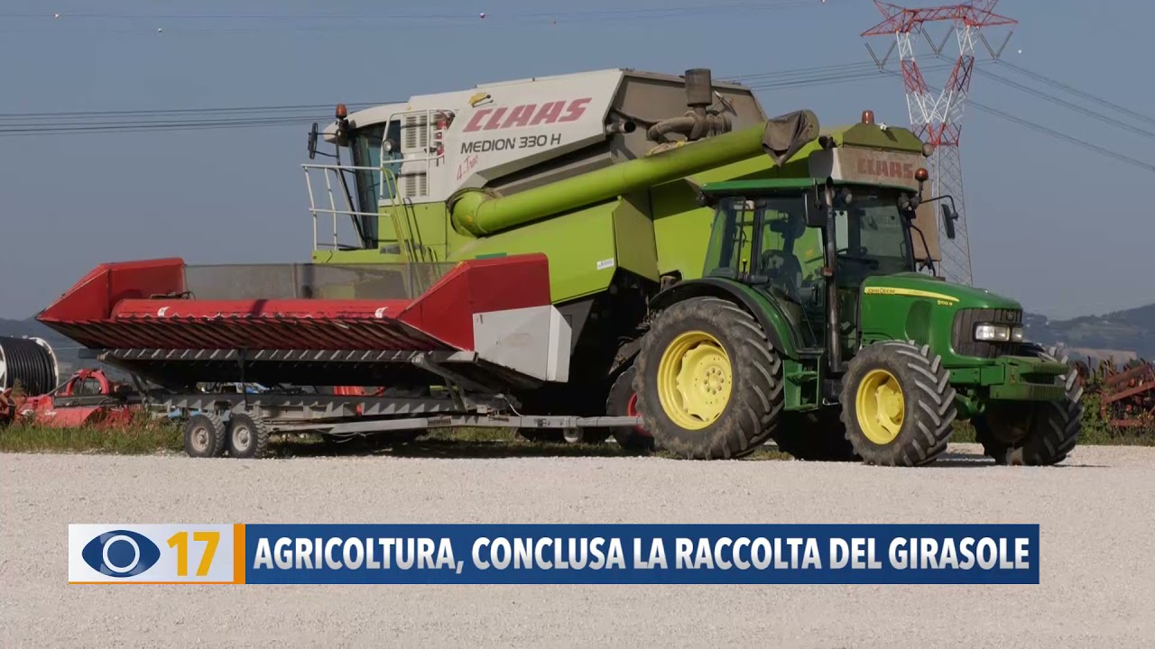 Agricoltura, conclusa la raccolta del girasole