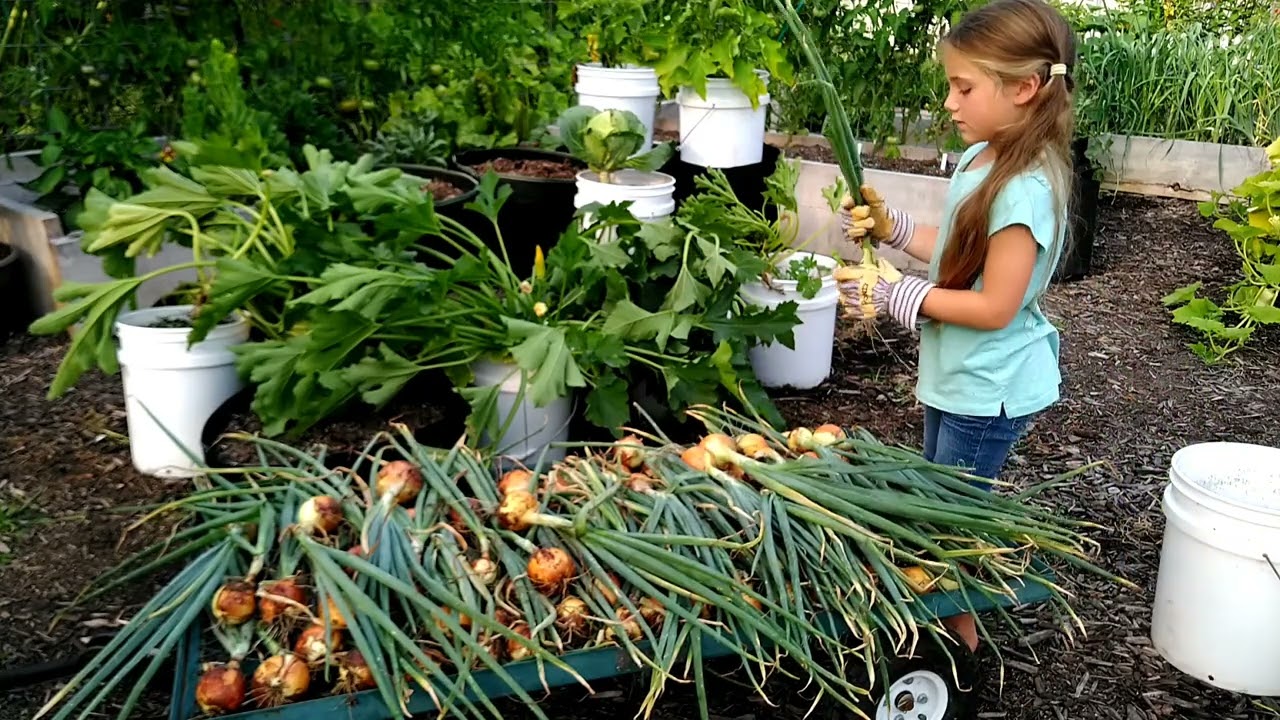 round 2 of onion harvest with my little helper 🥰