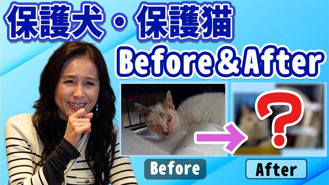#113 みんなの保護犬・保護猫 ビフォー＆アフター！