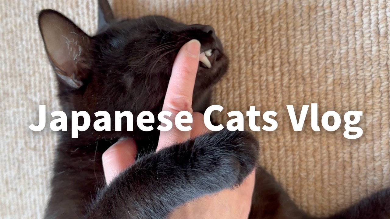 Peaceful life in Japan with cats 🇯🇵 Eat CIAO Churu, The toy breaks