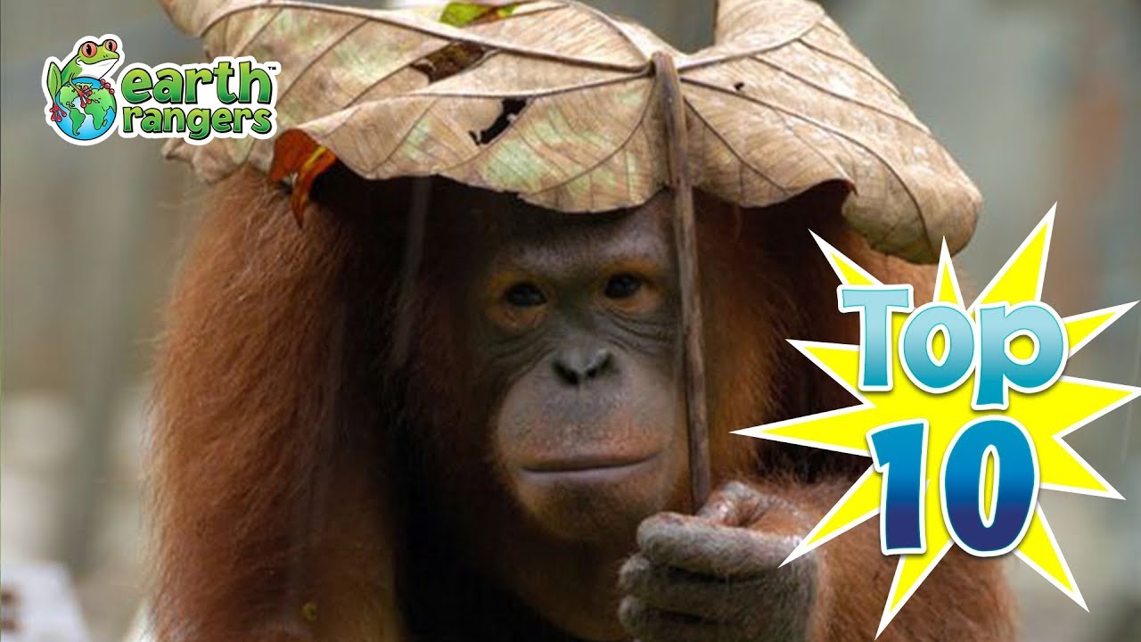 Top 10 Worst Animal Hiding Spots | Earth Rangers