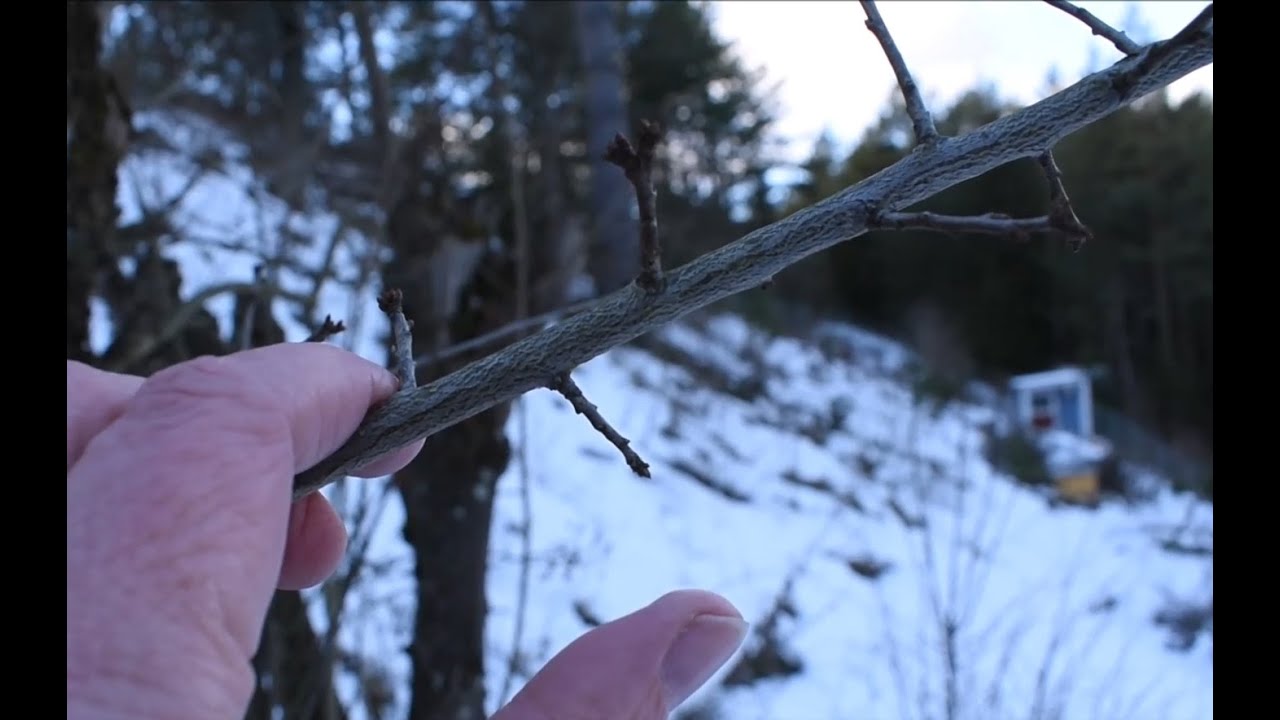Knospen von B&auml;umen im Winter erkennen 1