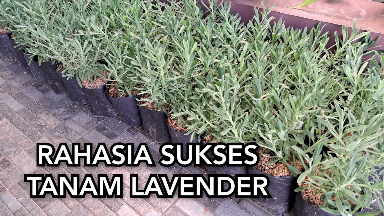 TIPS TANAM LAVENDER DIRUMAH