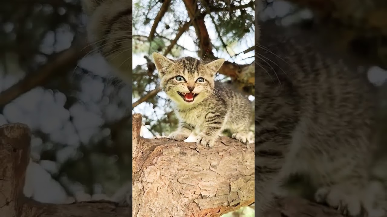 Cat's sound like mayu mayu 😺😺 || Villager vagabond || #catcat #shorts #catsvillage #wound #cat sound